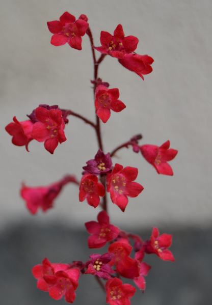 Purpurklokke “Red Coral Bells” - Heuchera Sanguinea