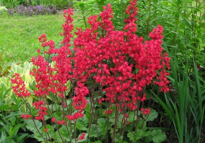Purpurklokke “Red Coral Bells” - Heuchera Sanguinea