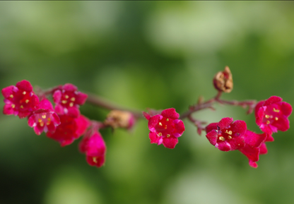 Purpurklokke “Red Coral Bells” - Heuchera Sanguinea