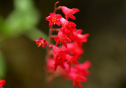 Purpurklokke “Red Coral Bells” - Heuchera Sanguinea