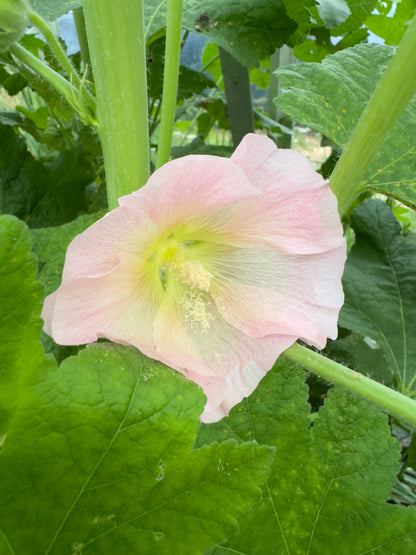 Pastelfarvede stokroser 'Skovlund' - alcea rosea
