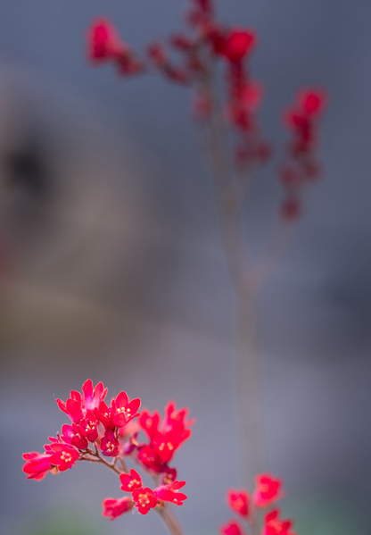 Purpurklokke “Red Coral Bells” - Heuchera Sanguinea