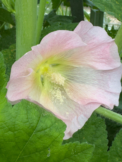 Pastelfarvede stokroser 'Skovlund' - alcea rosea