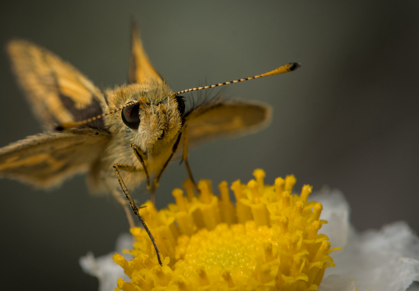 Papirknop - ammobium alamtum