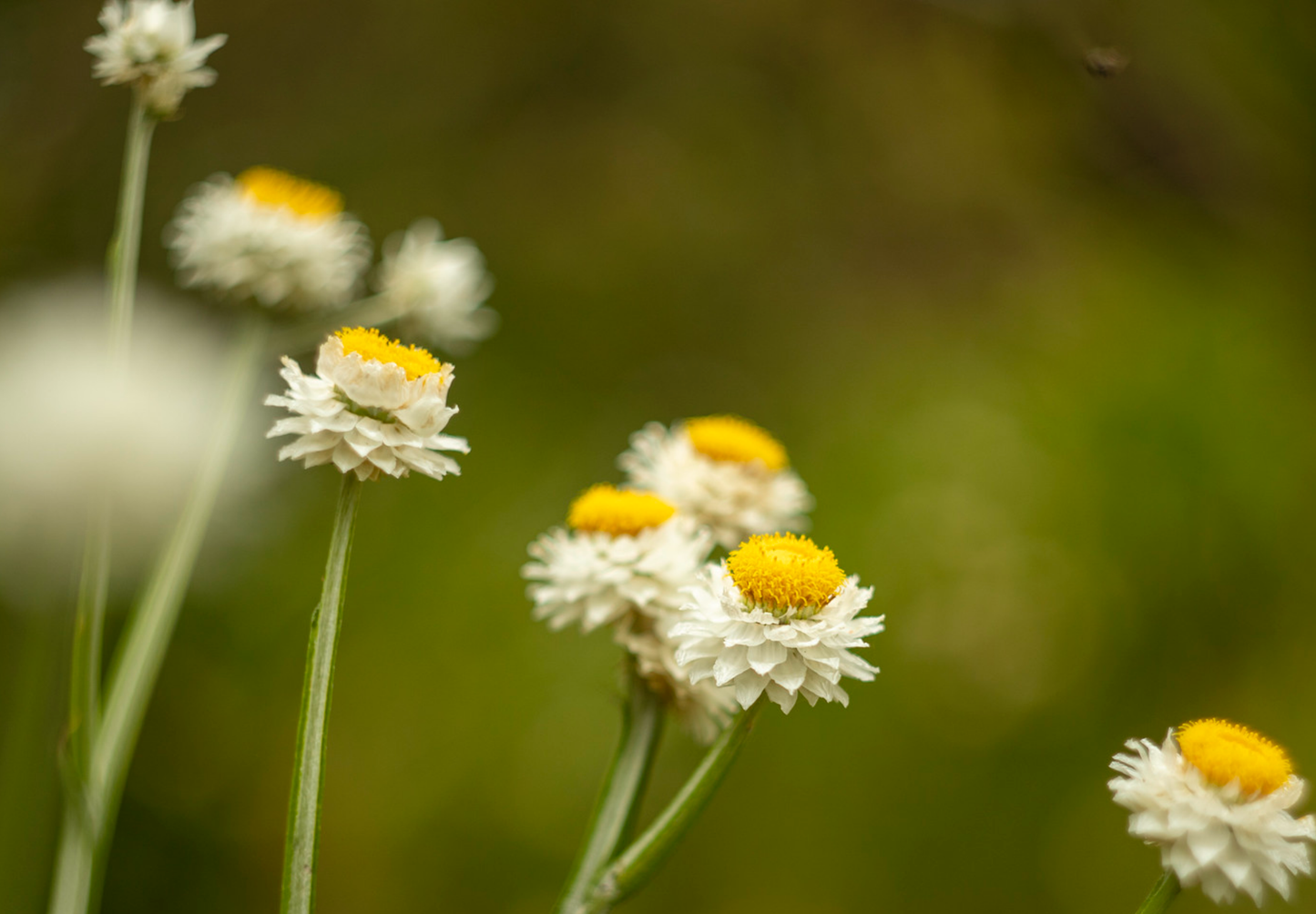 Papirknop - ammobium alamtum