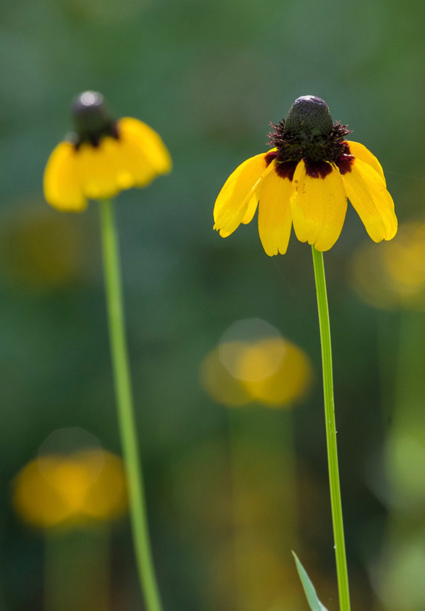 Solhat "Clasping"  - Rudbeckia amplexicaulis