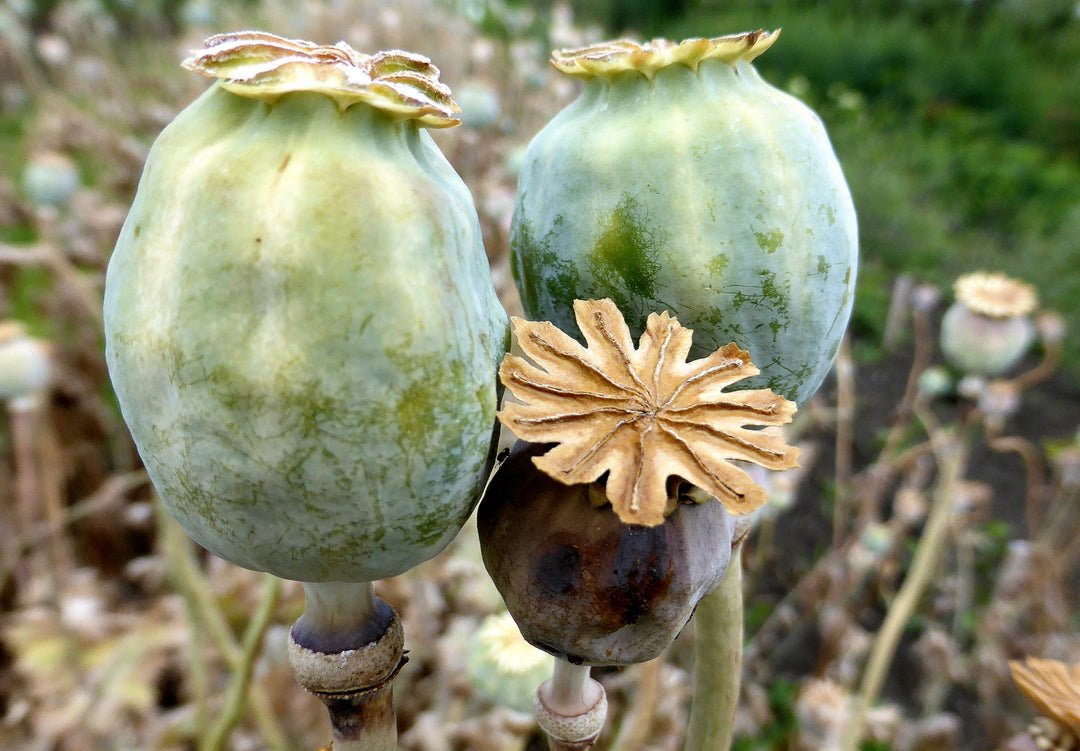 Opiumsvalmue - Papaver somniferum
