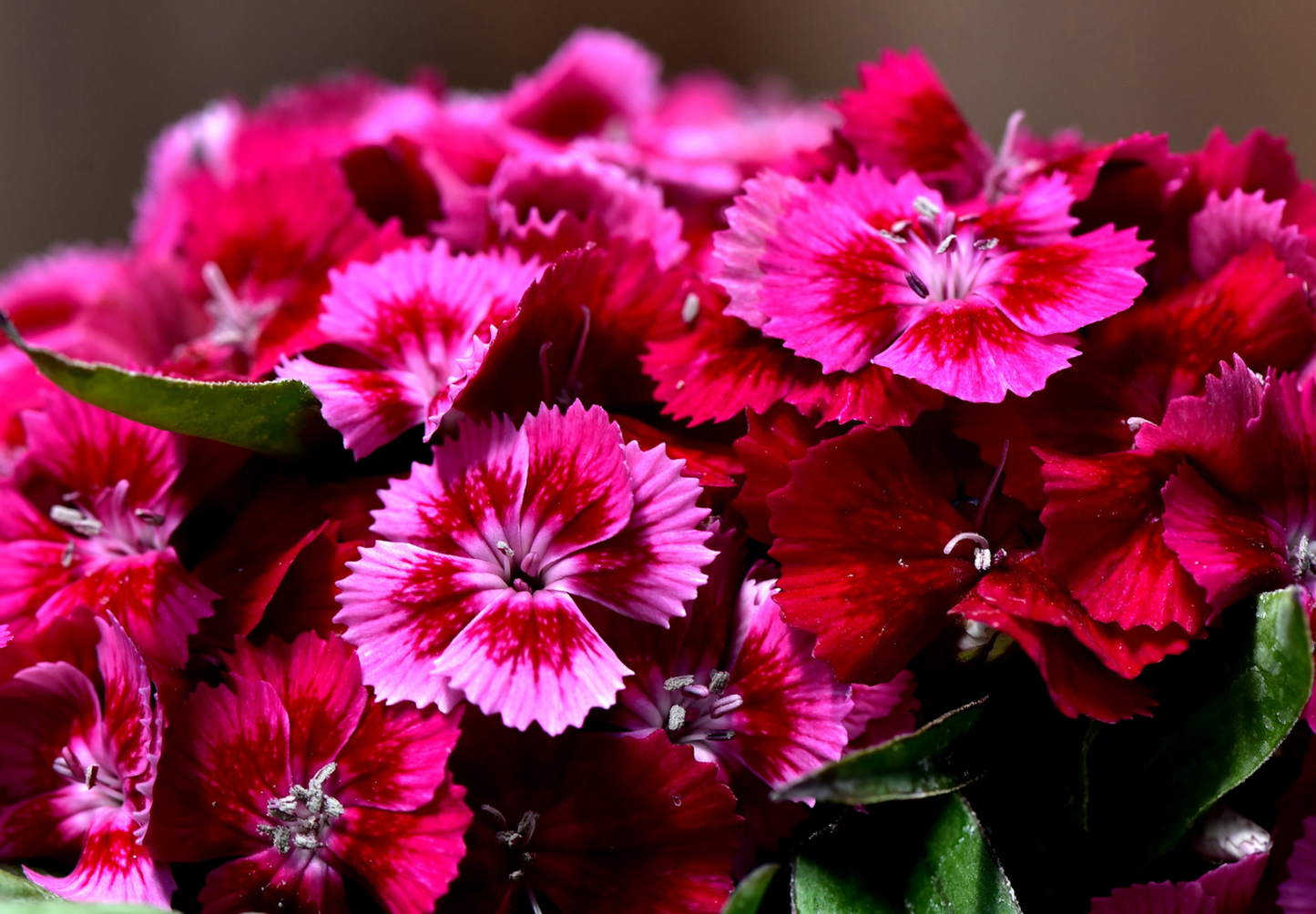 Studenternellike 'Scarlet Beauty' - dianthus barbatus