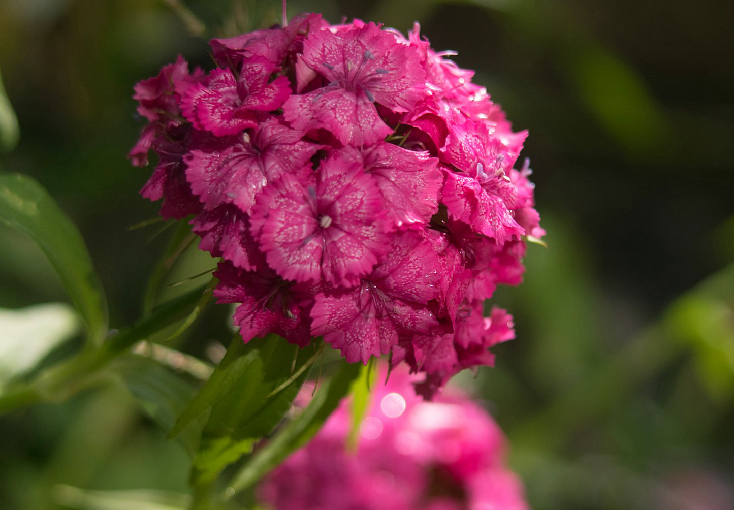 Studenternellike 'Scarlet Beauty' - dianthus barbatus