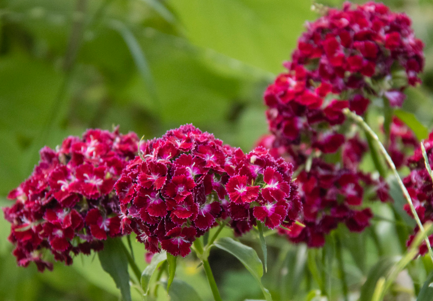 Studenternellike 'Scarlet Beauty' - dianthus barbatus