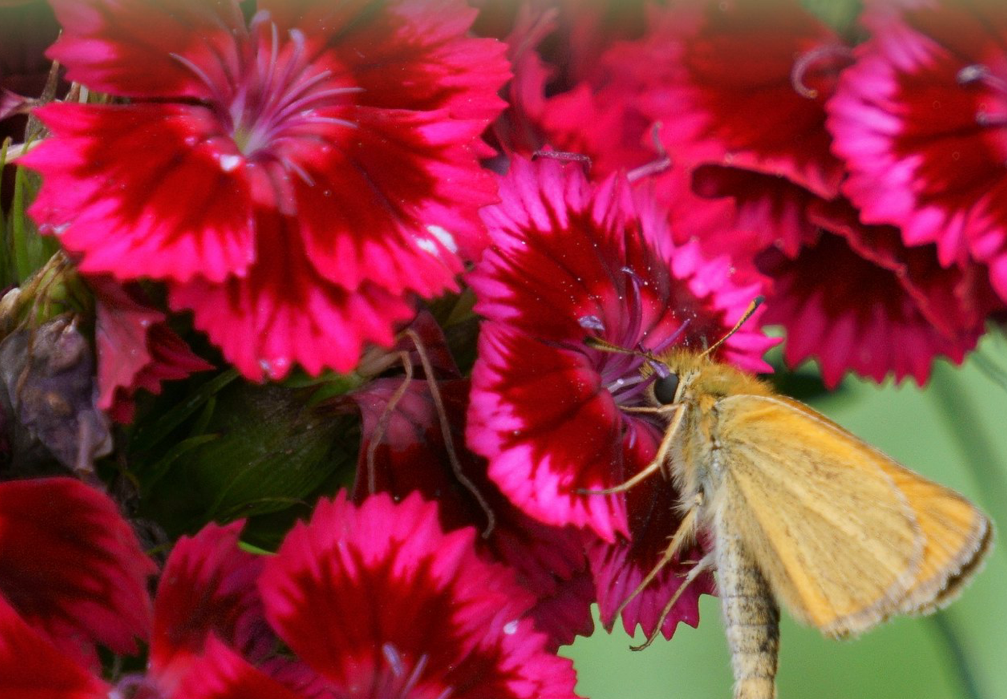 Studenternellike 'Scarlet Beauty' - dianthus barbatus