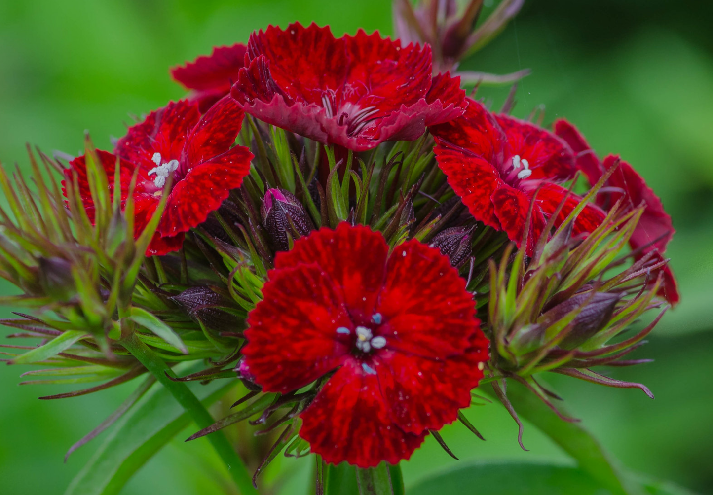 Studenternellike 'Scarlet Beauty' - dianthus barbatus