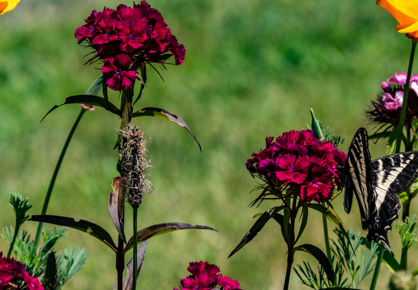 Studenternellike 'Scarlet Beauty' - dianthus barbatus