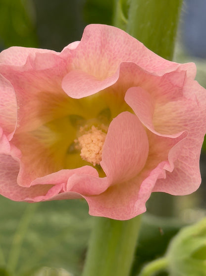 Pastelfarvede stokroser 'Skovlund' - alcea rosea