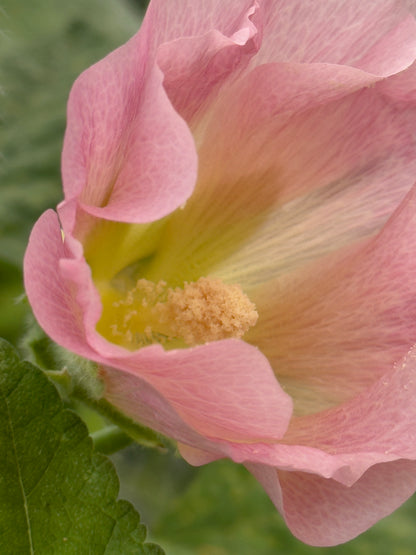 Pastelfarvede stokroser 'Skovlund' - alcea rosea