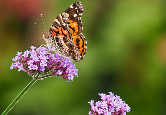 Jernurt - Verbena Bonariensis 'Vanity'