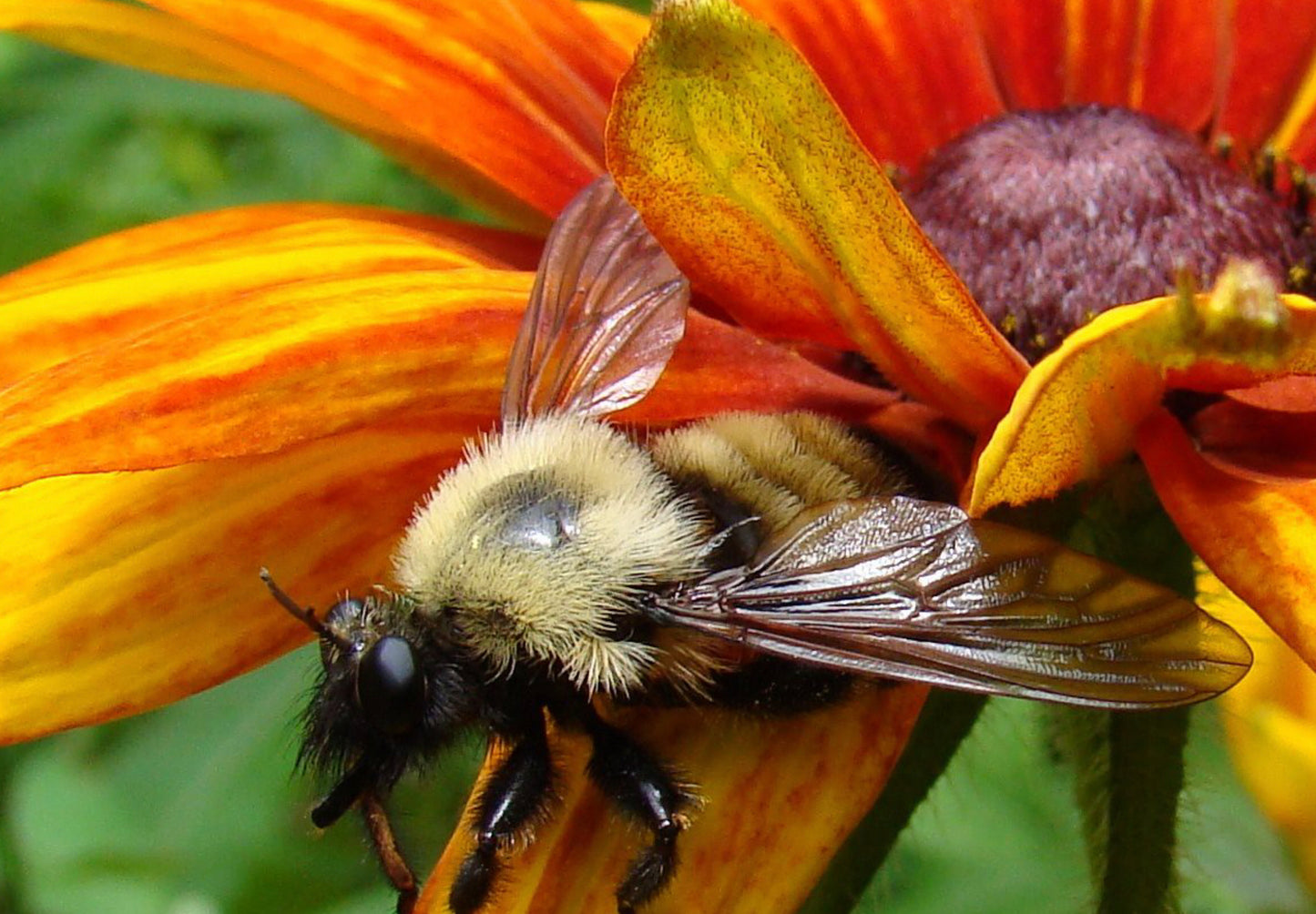 Solhat "Rustic Dwarf" - Rudbekia Hirta