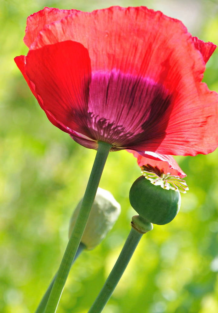 Opiumsvalmue - Papaver somniferum