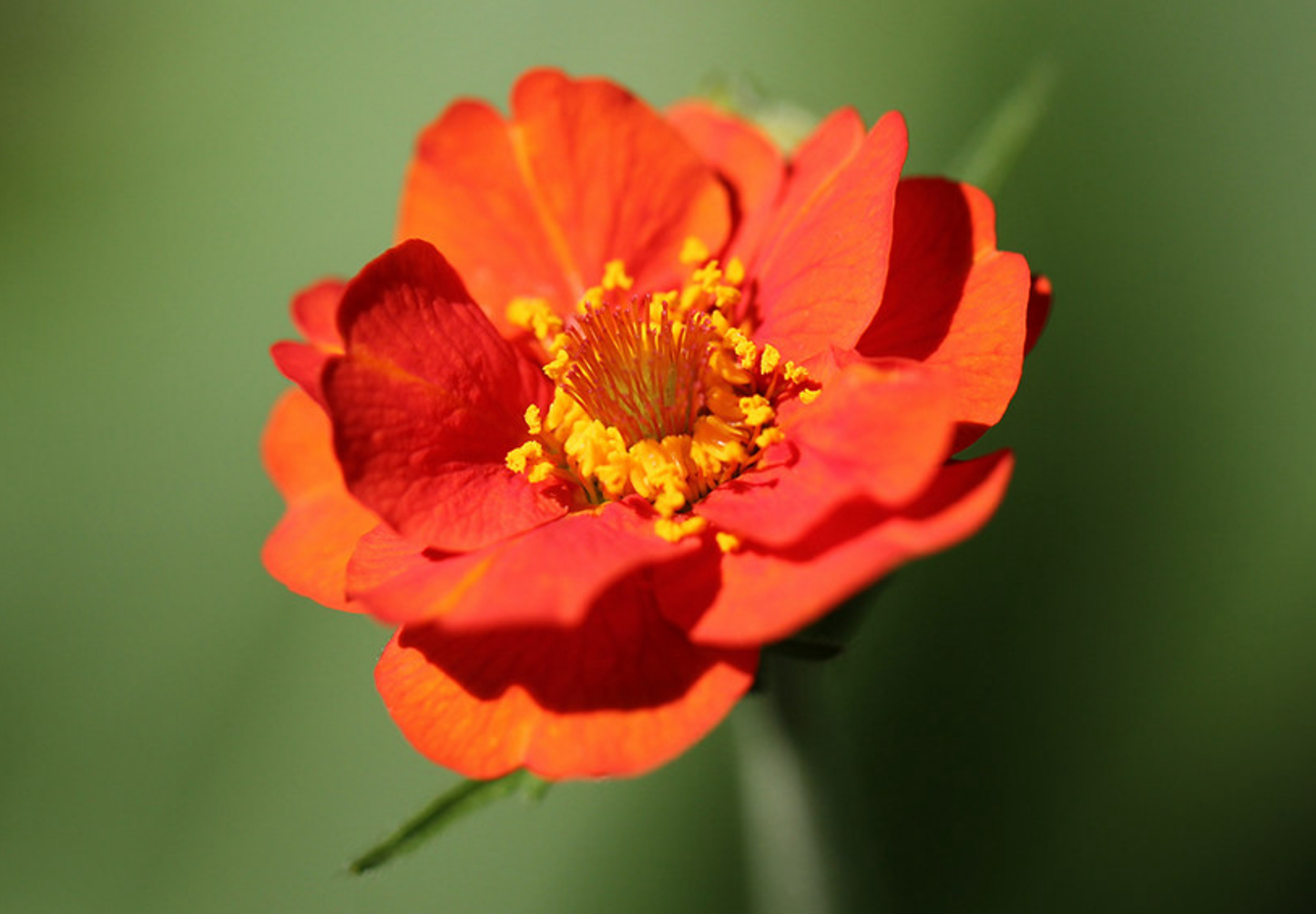 Nellikerod - Geum coccineum 'Koi'