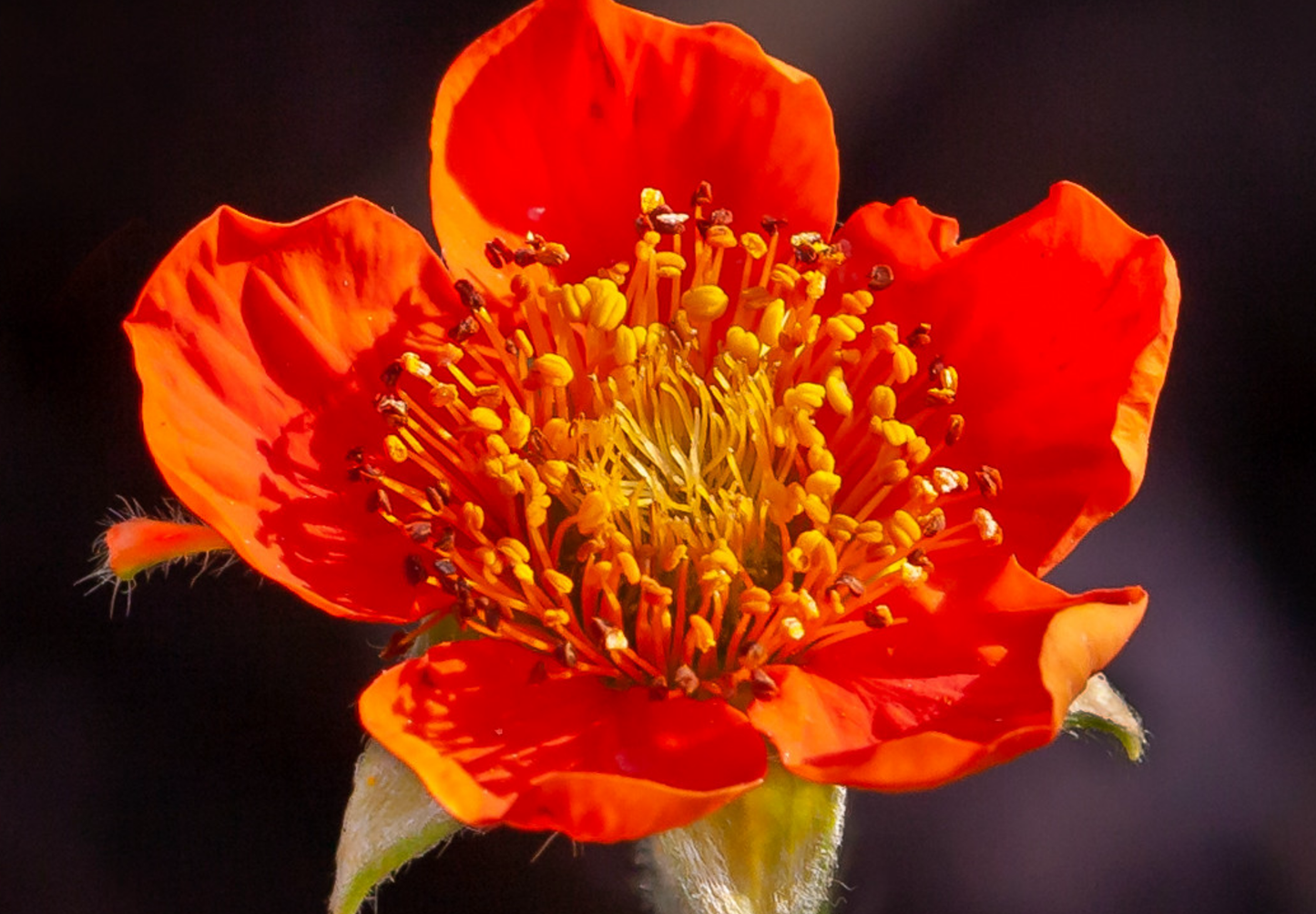 Nellikerod - Geum coccineum 'Koi'