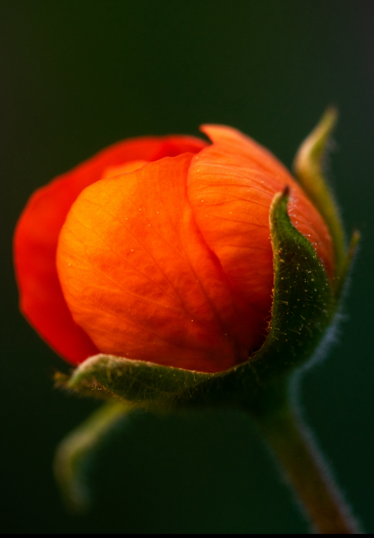 Nellikerod - Geum coccineum 'Koi'