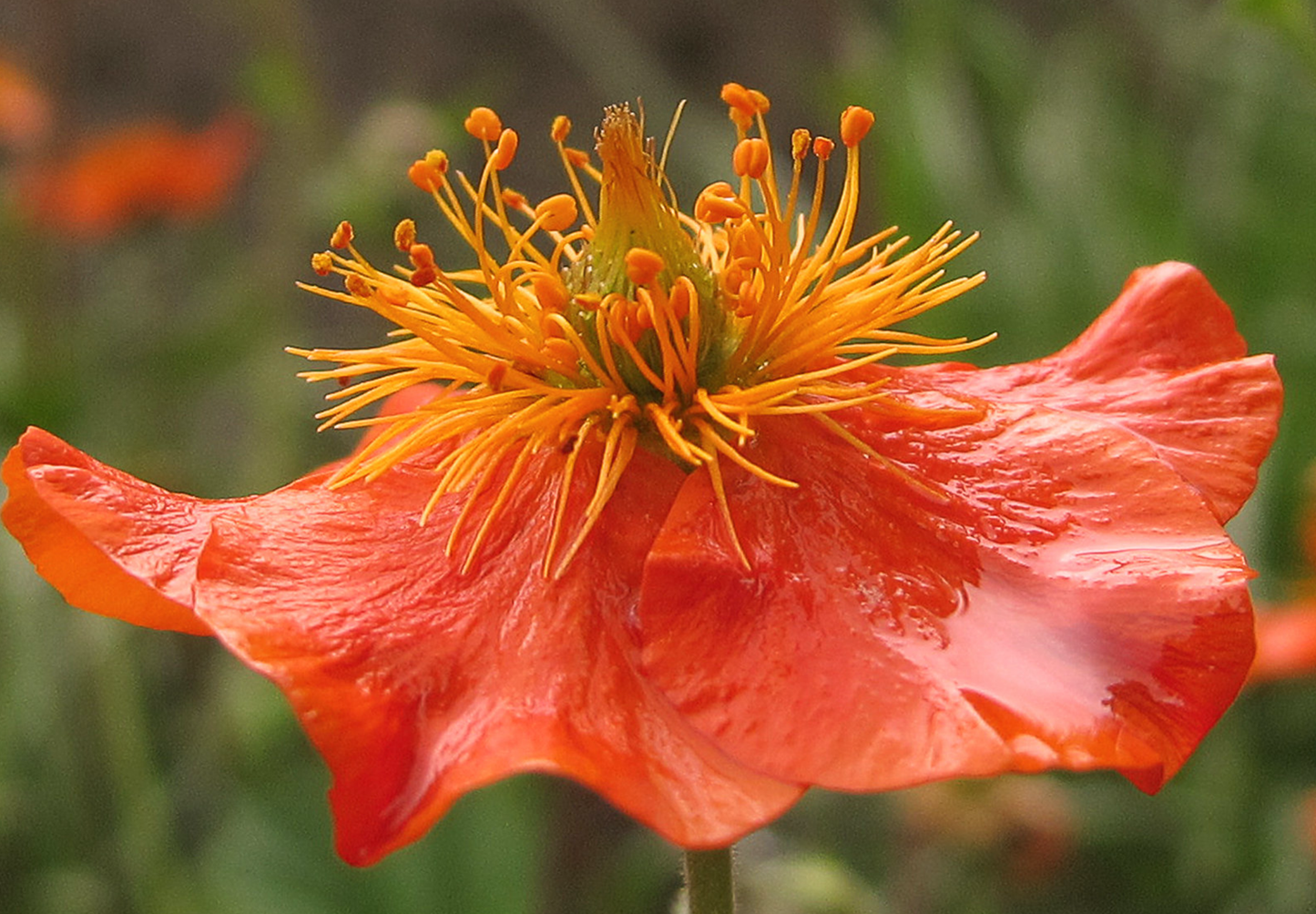 Nellikerod - Geum coccineum 'Koi'