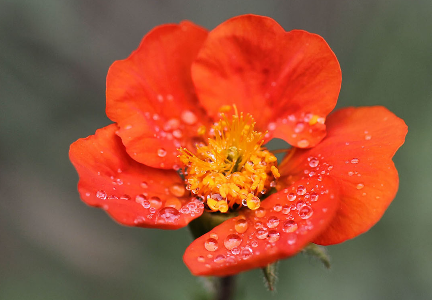 Nellikerod - Geum coccineum 'Koi'