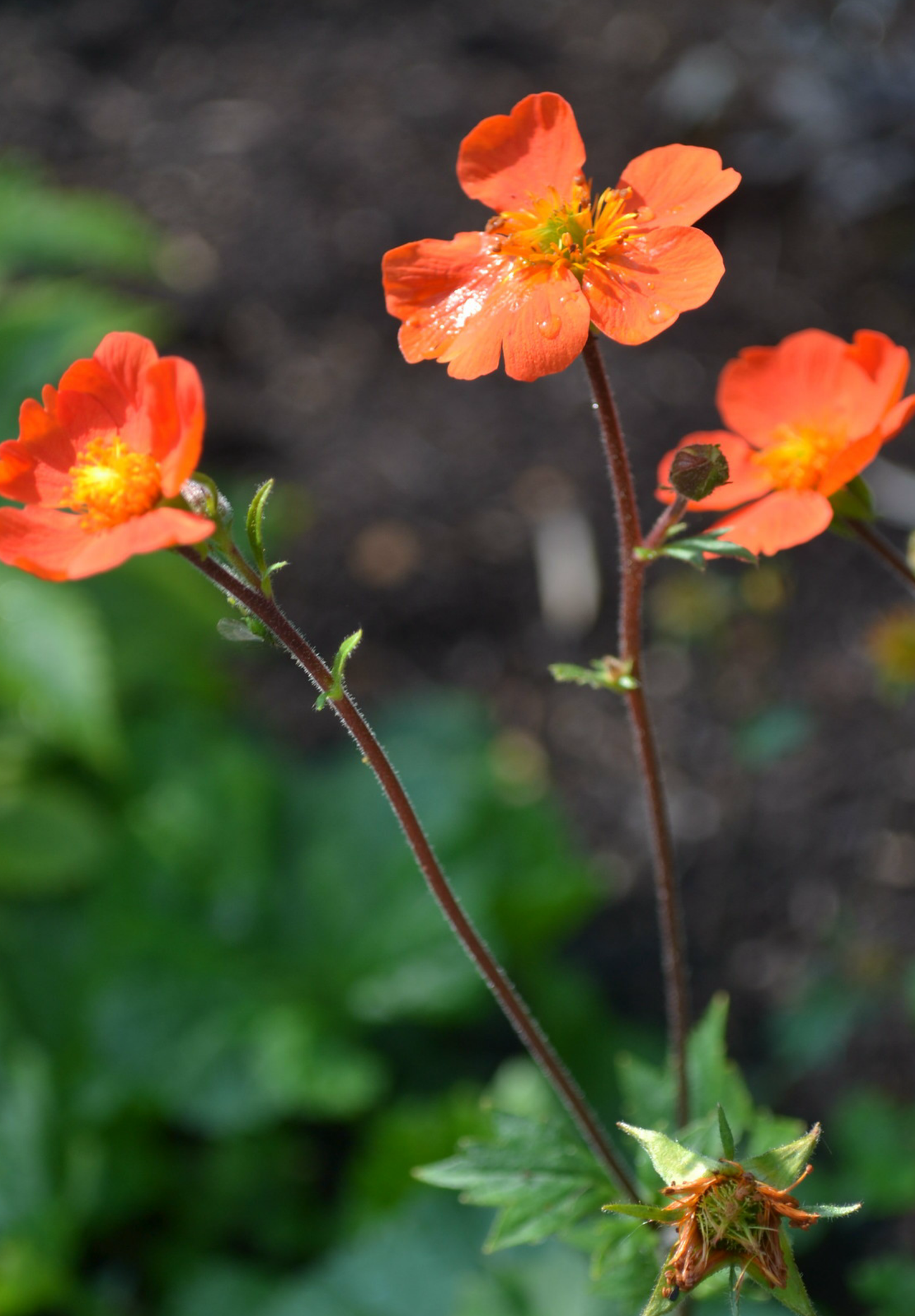 Nellikerod - Geum coccineum 'Koi'