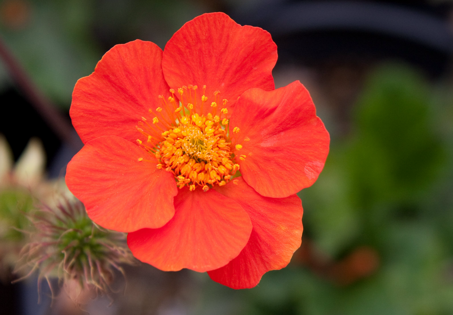 Nellikerod - Geum coccineum 'Koi'