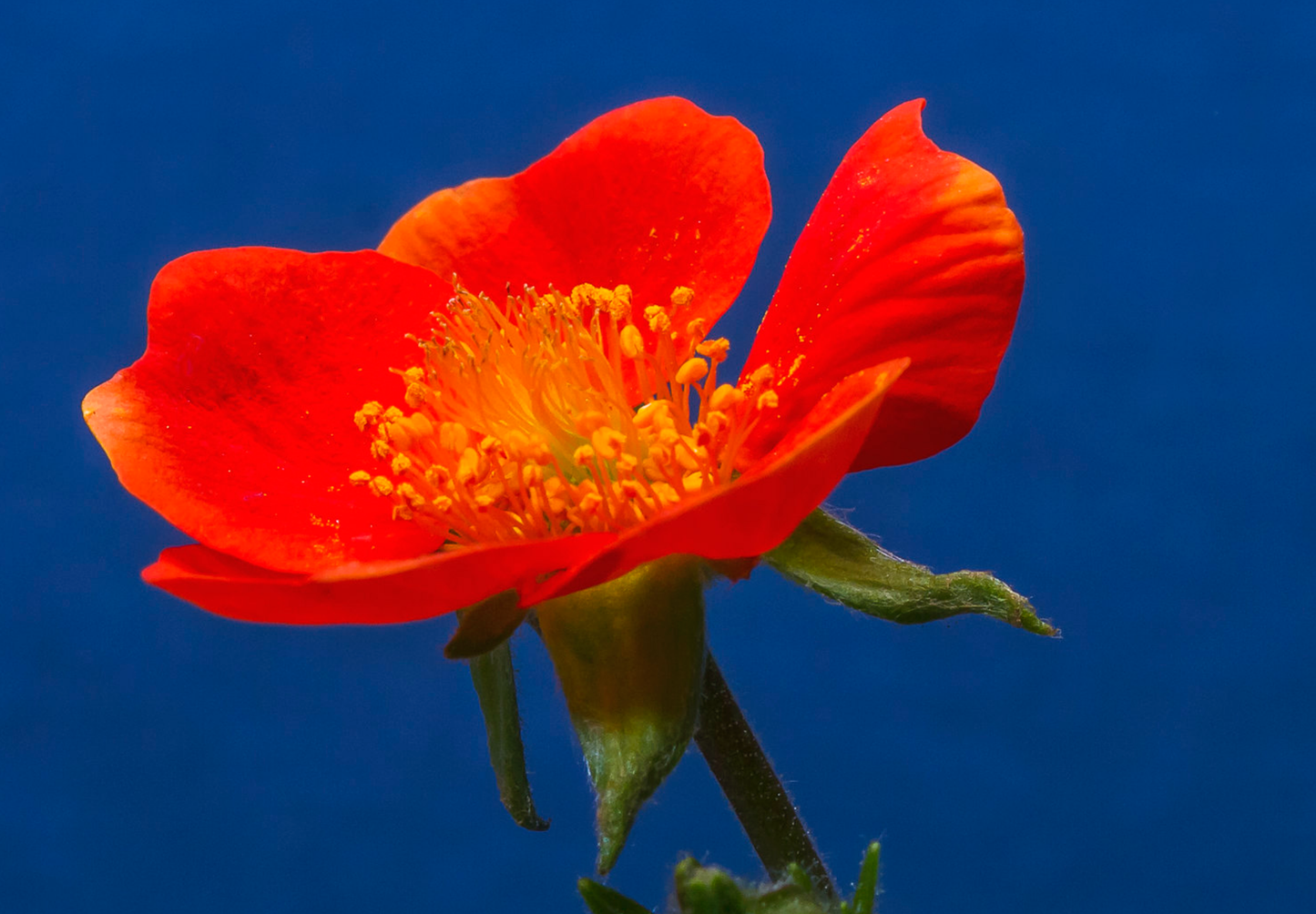 Nellikerod - Geum coccineum 'Koi'