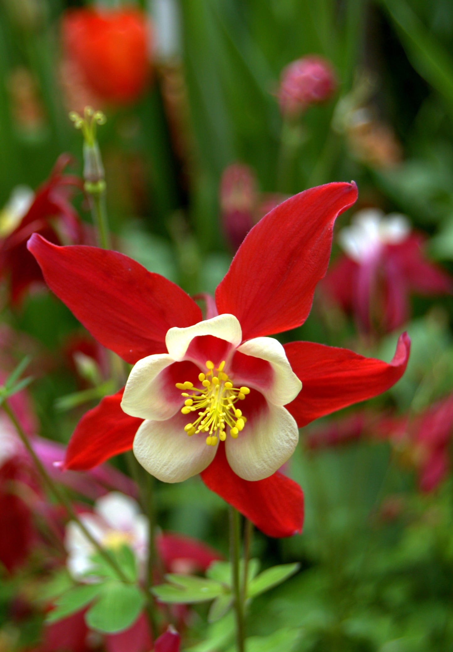 Akeleje Crimson Star - Aquilegia Caerulea Crimson Star