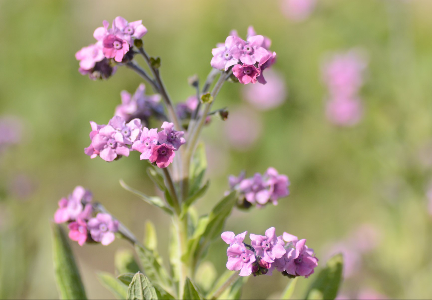 Kinesisk Forget-me-not 'Pink' (Cynoglossum amabile)