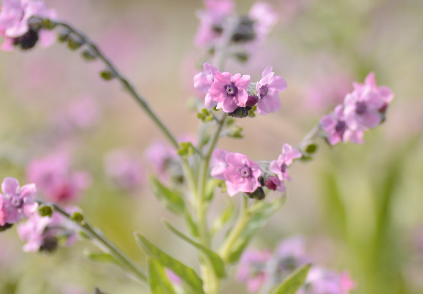 Kinesisk Forget-me-not 'Pink' (Cynoglossum amabile)