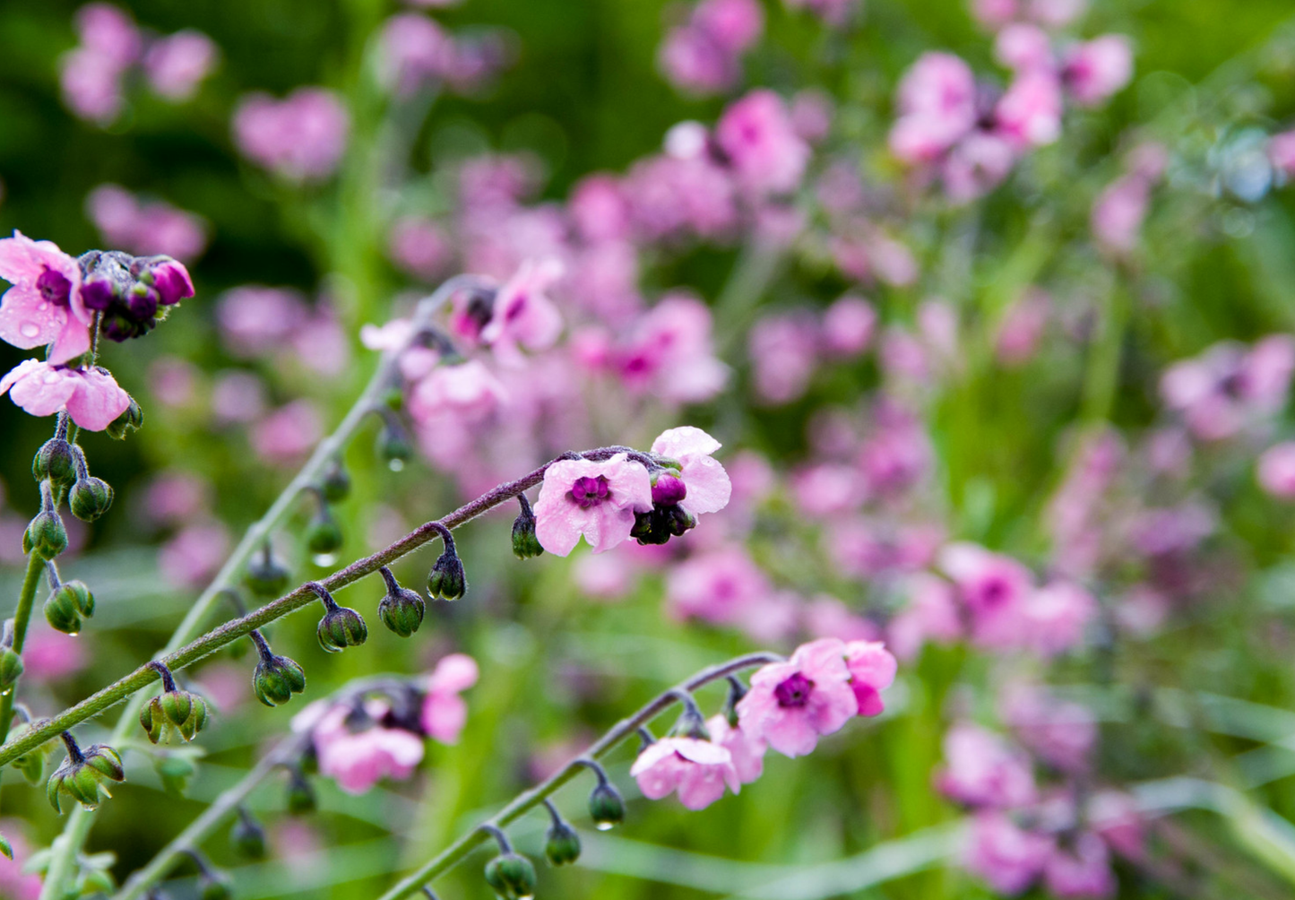 Kinesisk Forget-me-not 'Pink' (Cynoglossum amabile)