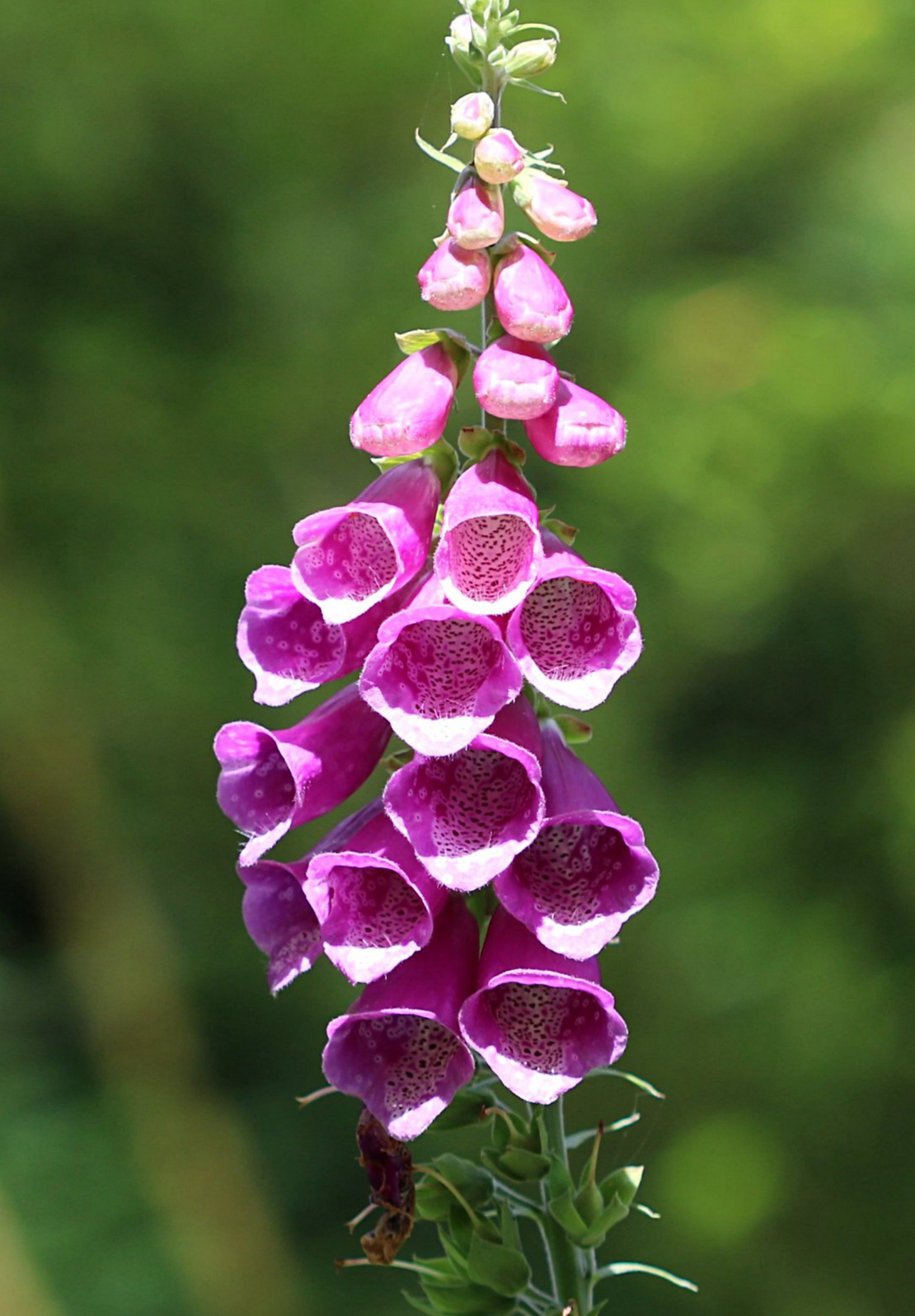 Fingerbøl farvemix - digitalis