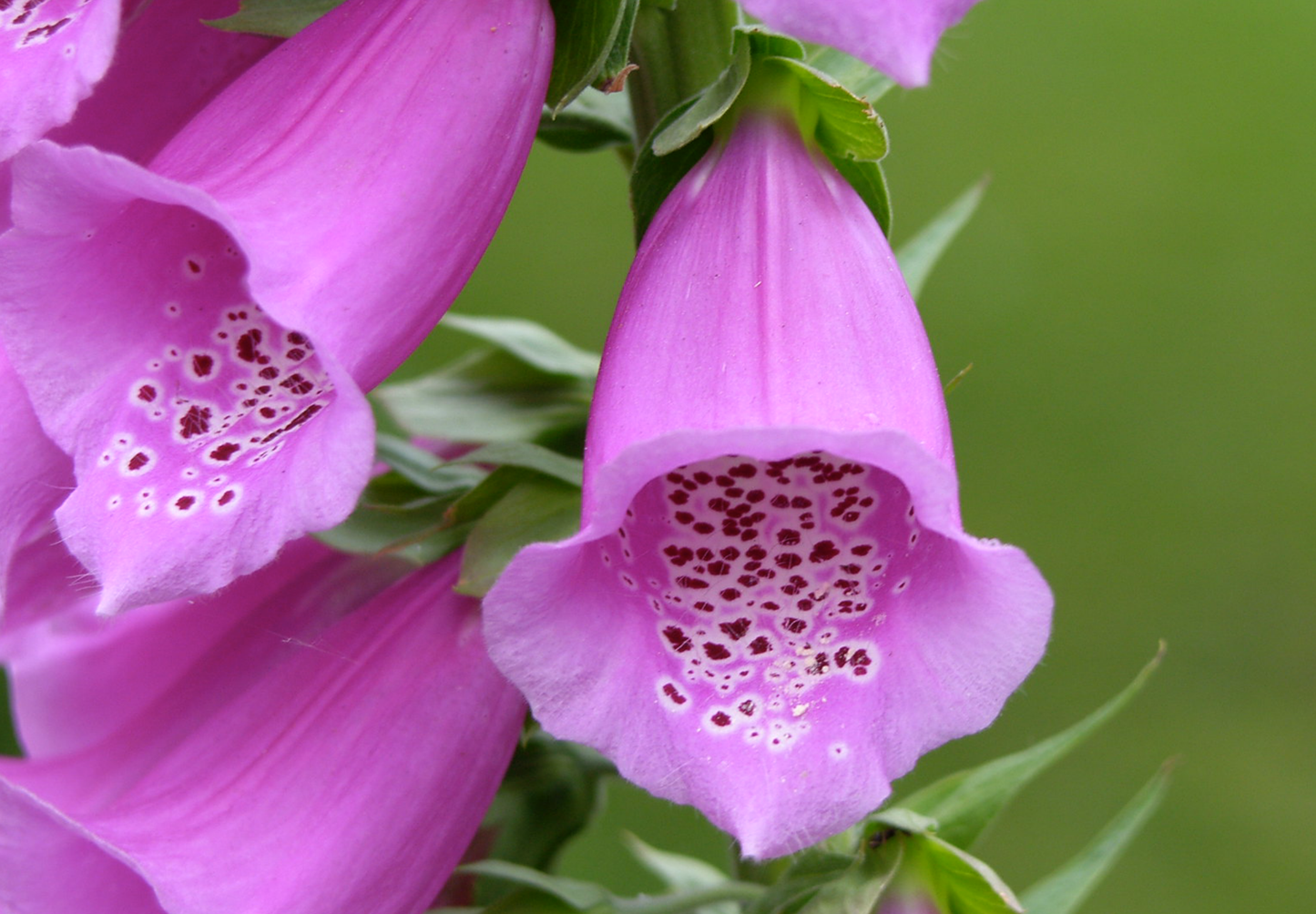 Fingerbøl farvemix - digitalis