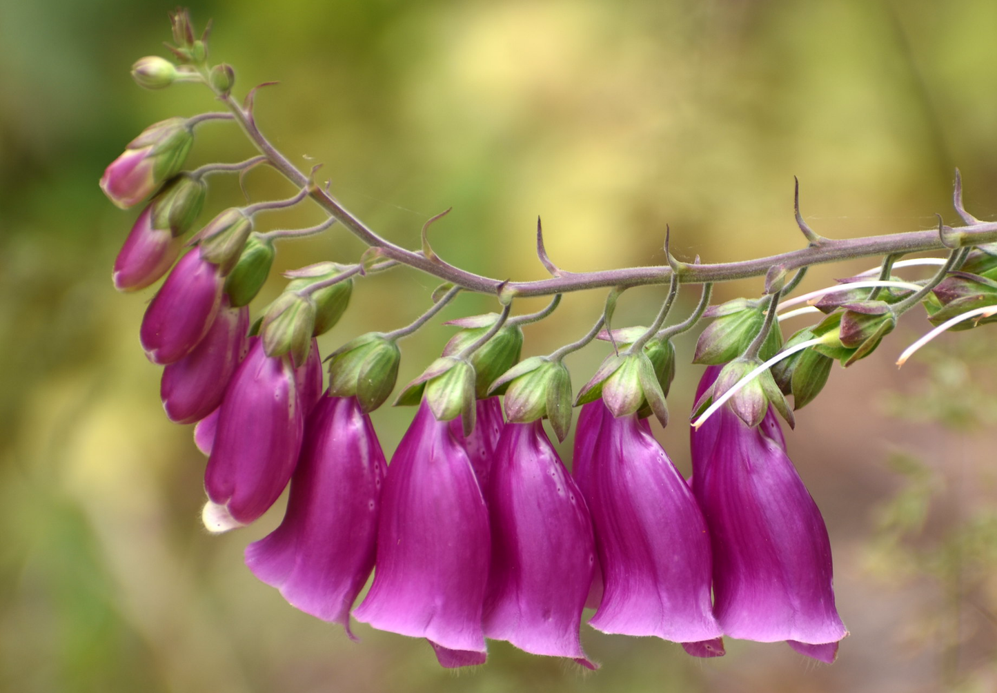 Fingerbøl farvemix - digitalis