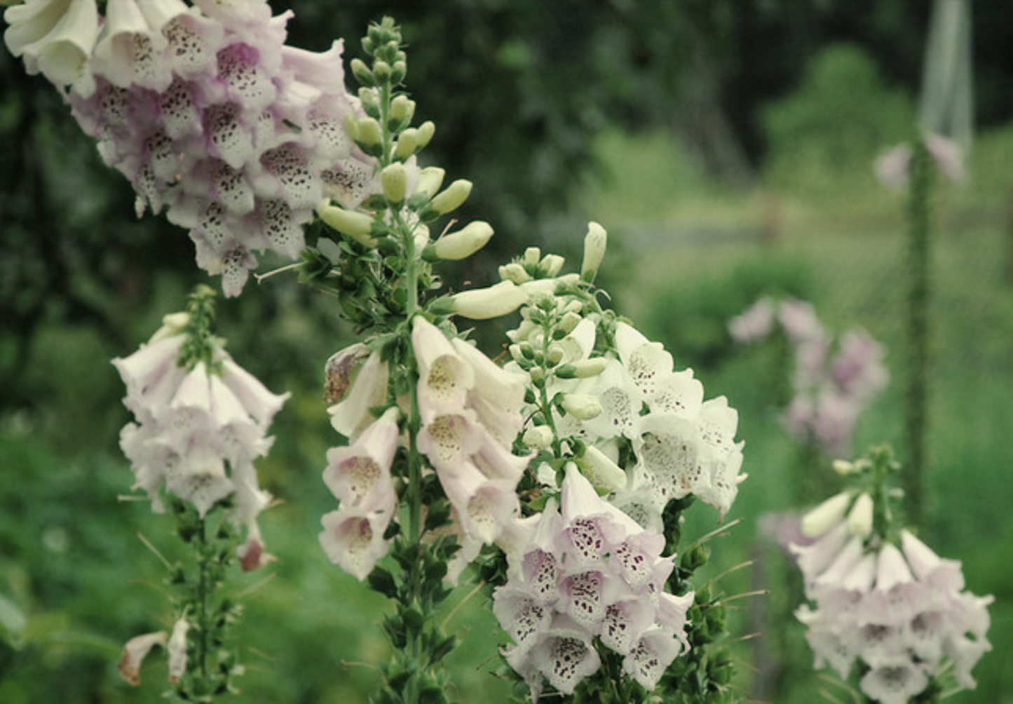 Fingerbøl farvemix - digitalis