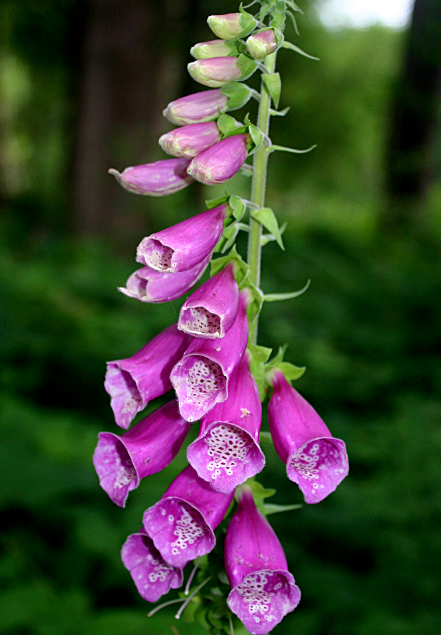 Fingerbøl farvemix - digitalis