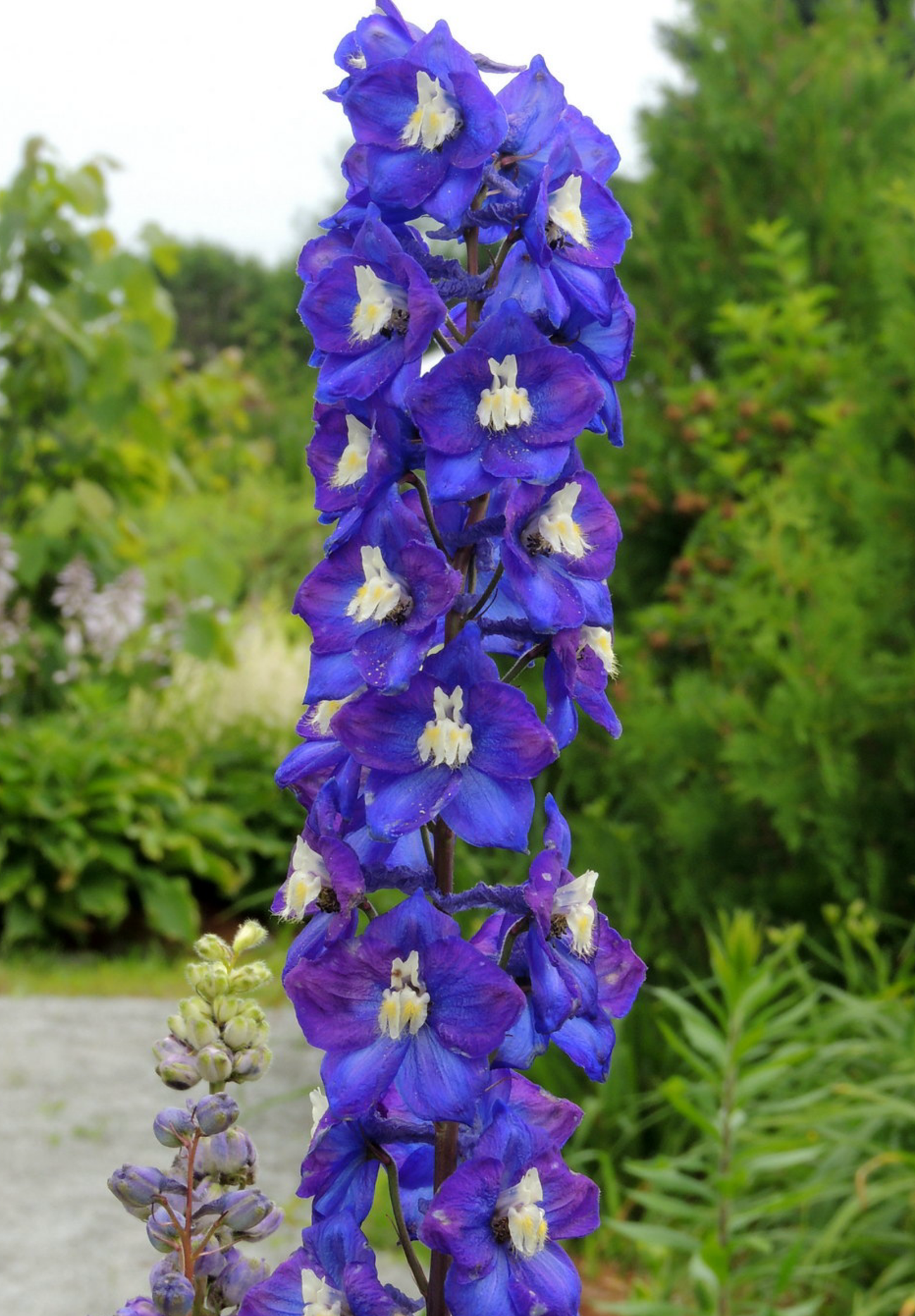 Blå Ridderspore 'King Arthur' - delphinium cultorum