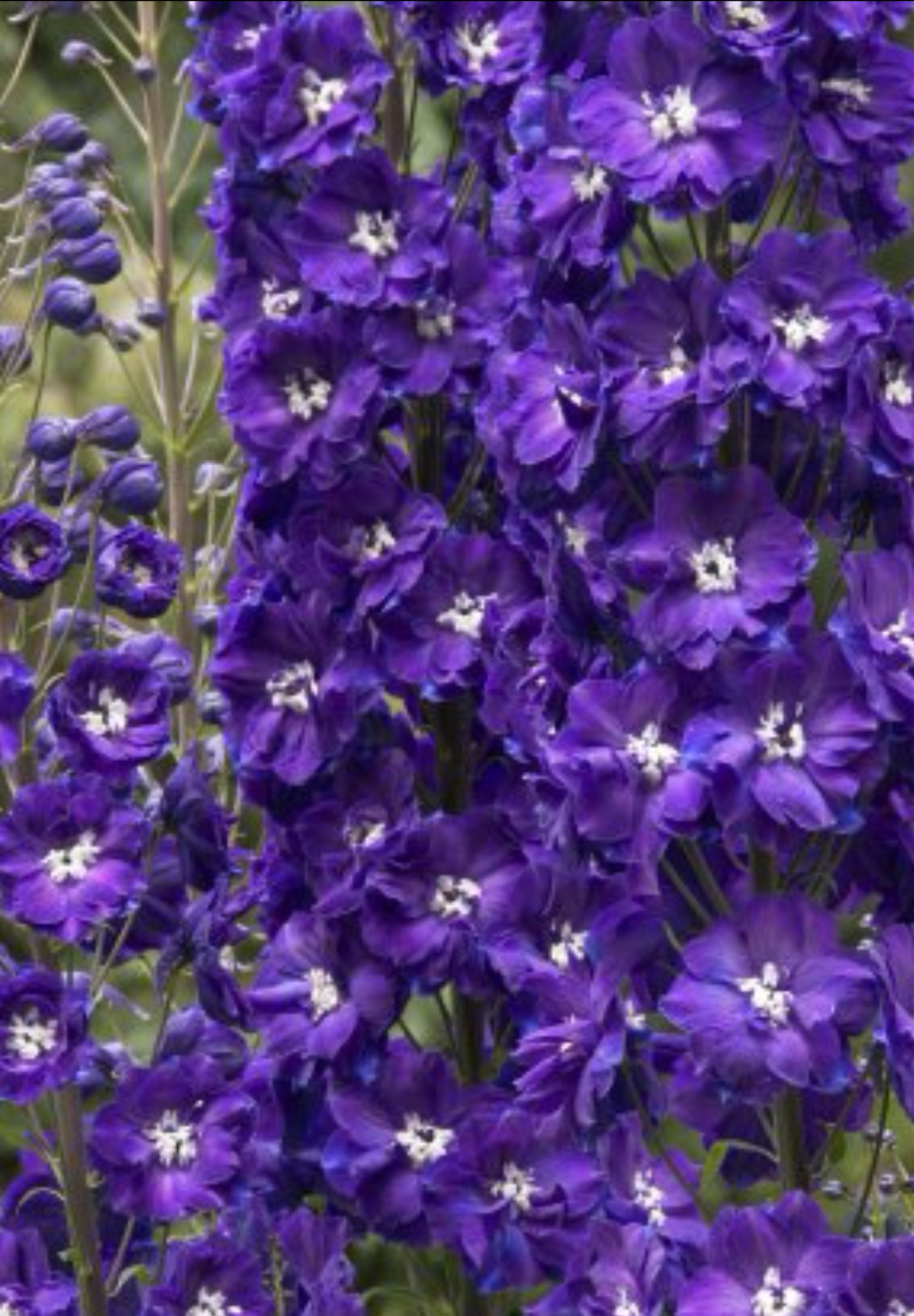 Blå Ridderspore 'King Arthur' - delphinium cultorum