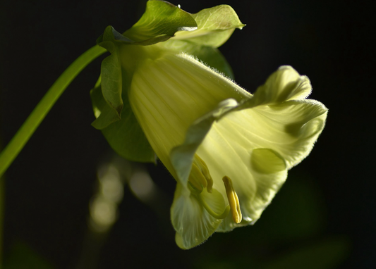 Klokkeranke Hvid - cobaea scandens