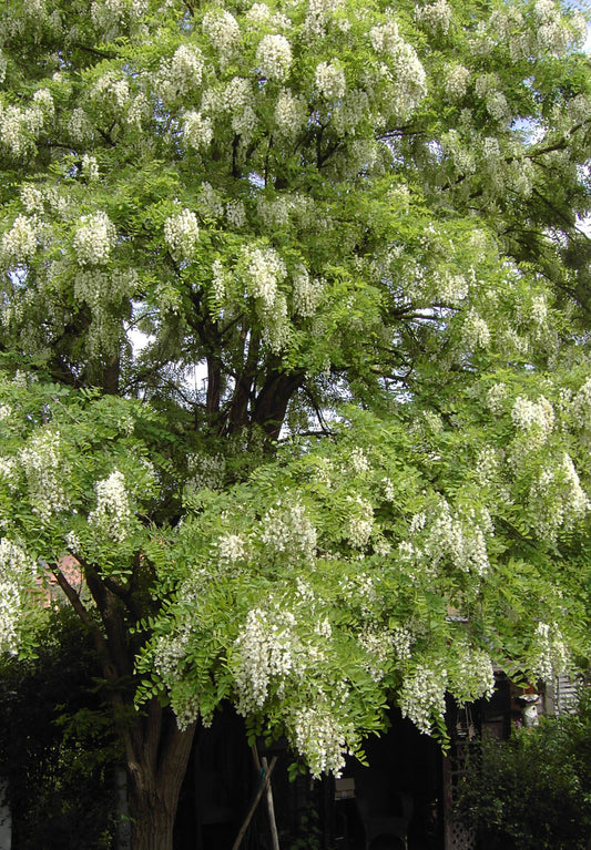 Robinietræ - Robinia pseudoacasia