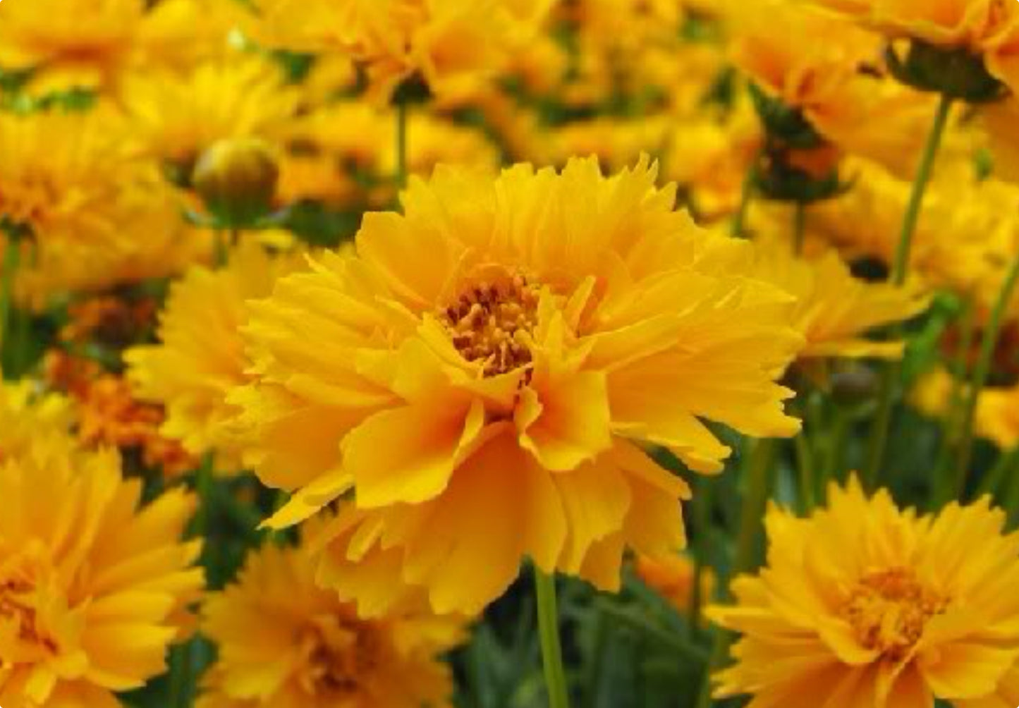 Skønhedsøje "Golden Globe" (Coreopsis grandiflora "Golden Globe")