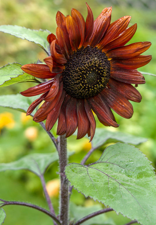 Solsikke 'Velvet Queen' Helianthus annuus