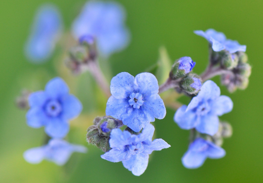 Blå Kinesisk forglemmigej - Cynoglossum amabile