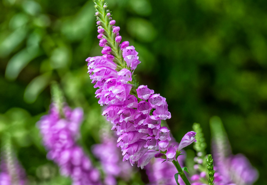 Lilla Drejeblomst - Physostegia virginiana