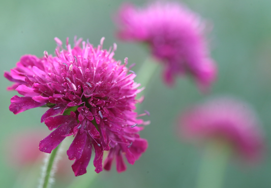 Makedonsk Blåhat - Knautia macedonica