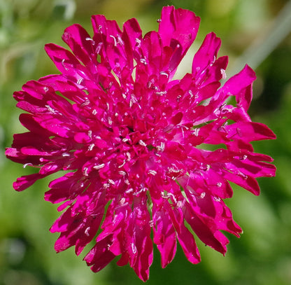 Makedonsk Blåhat - Knautia macedonica