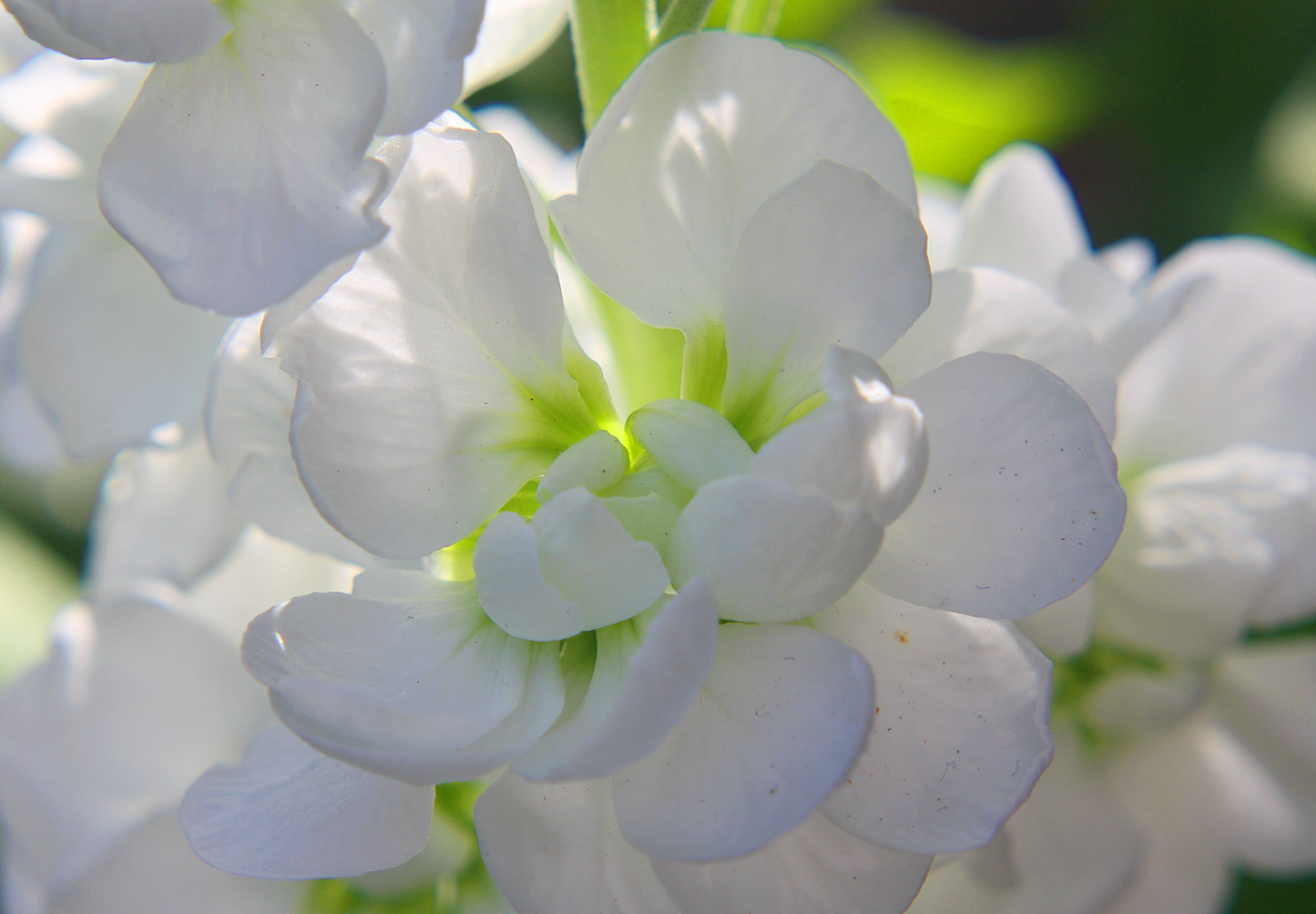 Sommernatsviol - Matthiola incana annua